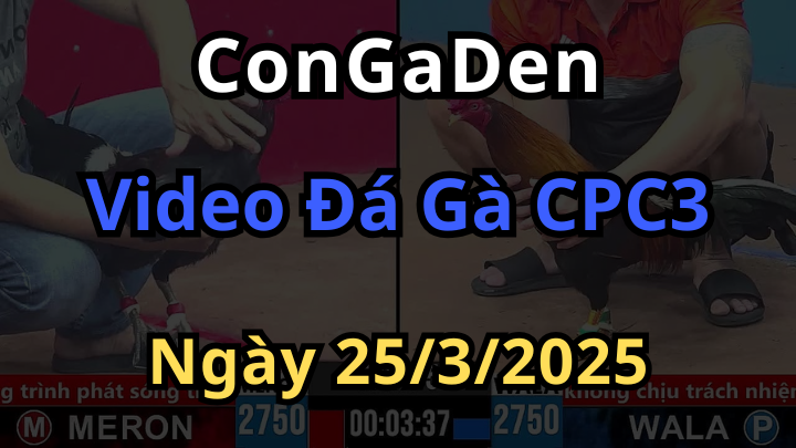 Video đá gà cpc3 trực tiếp ngày 25/3/2025 cực hay