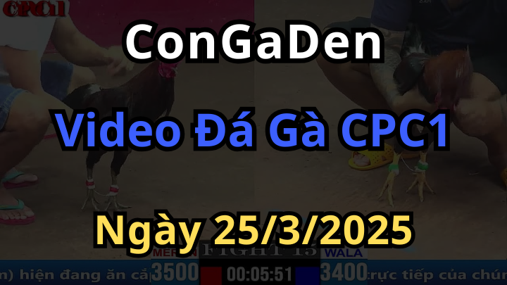 Clip đá gà cpc1 thomo hôm nay ngày 25/3/2025