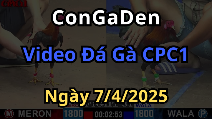 Phát lại đá gà thomo cpc1 ngày 7/4/2025 trực tiếp